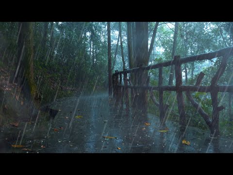 🎵森林裡的暴雨狂風和雷聲交響曲！【thunder and rain sounds】雨落在草地上樹葉上和小路上，狂風吹著樹葉沙沙響，適合助眠，學習，治愈和冥想，白噪音雨聲asmr