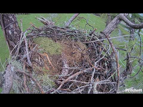 Southwest Florida Eagle Cam - Cam #2