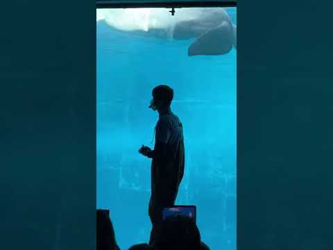 Beluga whale - 벨루가 고래 #shorts #beluga #countryside