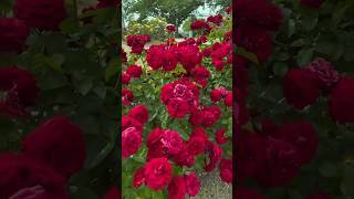 Beautiful red roses garden