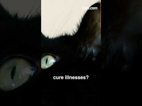 Which Cat Was Thought To Cure Illnesses? Let's Find Out... #shorts #blackcat