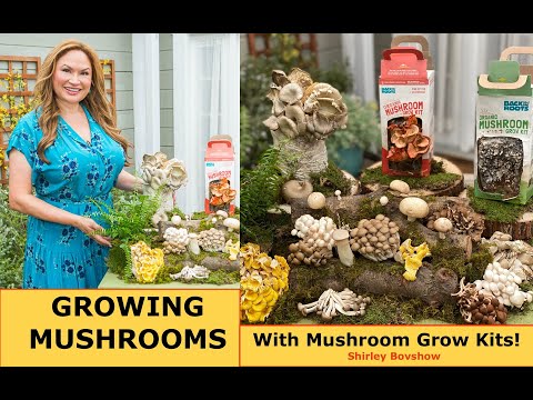 Growing MUSHROOMS with a Mushroom Grow Kit at Home!  Shirley Bovshow