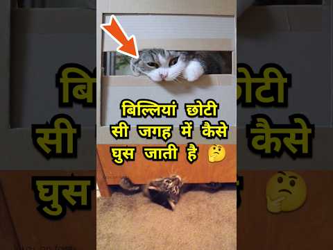 Cat squeezing 🤔😱 #facts #vikasonfacts #catfacts #trendingshorts #newfactsvideohindi #hindifacts