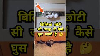 Cat squeezing 🤔😱 #facts #vikasonfacts #catfacts #trendingshorts #newfactsvideohindi #hindifacts