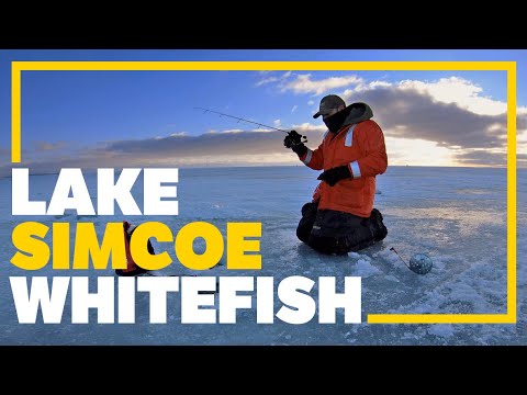 Runnin' & Gunnin' for Lake Simcoe Whitefish