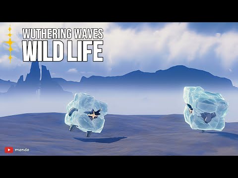 TDs Wildlife Documentary | Clang Bang | Wuthering Waves