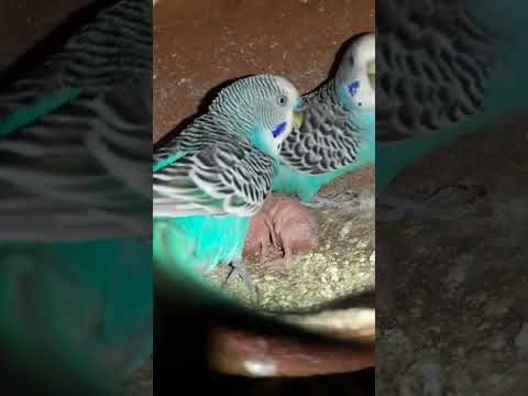 Budgie bird egg hatching Chicks Growth Day 7 #Viral #Shorts