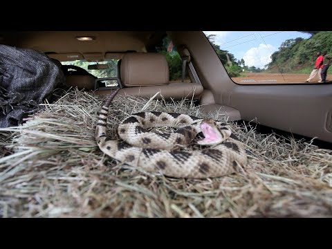 Snake in a Car Boot