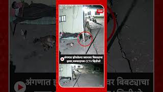 Pune Leopard Attack : अंगणात झोपलेल्या श्वानावर बिबट्याचा हल्ला, धक्कादायक CCTV व्हिडीओ