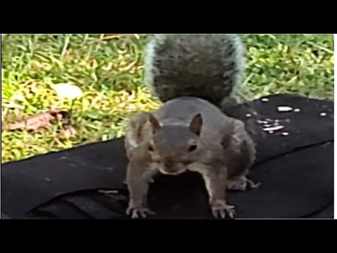 Feeding Adorable Tree Squirrels: A Treat For The Eyes!