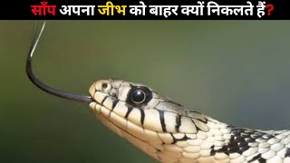 साँप अपना जीभ को बाहर क्यों निकलते हैं? | #shorts #newfactsvideohindi #newfacts