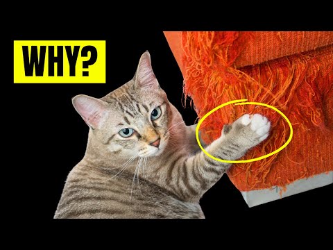 15 Odd Cat Behaviors Explained! (3rd is Surprising)