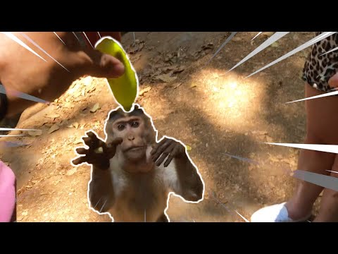 When A Monkey Steals Your Food In INDIA!!