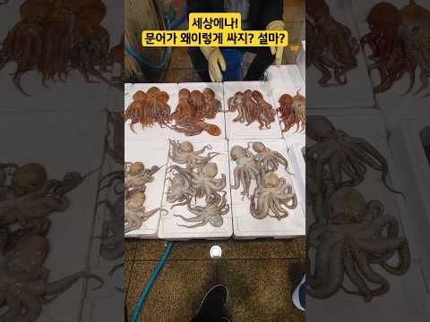 죽도시장  역시 문어는 이곳이 너무 싸네? 정말?