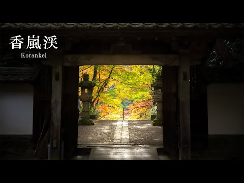 [Aichi Prefecture, Asuke Town] Superb view of the autumn leaves of Korankei