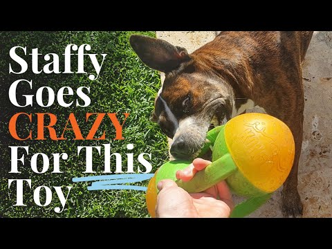 KONG Tri Jumbler Dog Toy Review [2 Years with a Staffy Dog!]