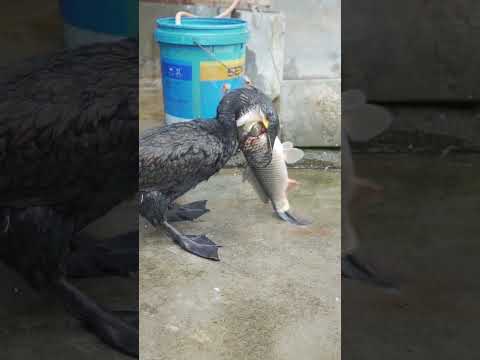 Greedy cormorants eat fish bigger than themselves