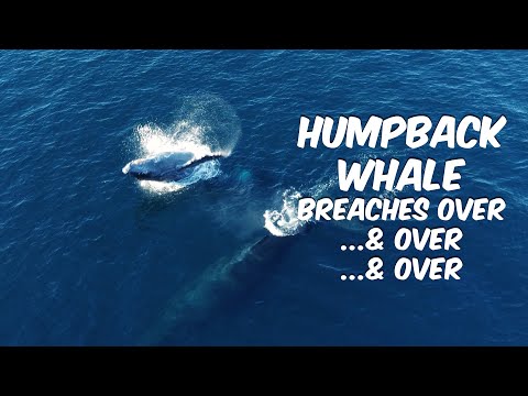 Humpback Whale Breaches Over & Over | Beautiful Drone Footage 🐋