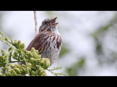 Why Don't Birds Have Teeth? | Encyclopaedia Britannica