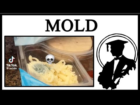 Is Lunchly Moldy?