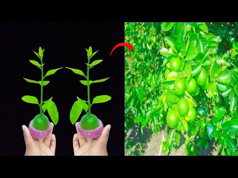 Best method growing lemon tree with fruits ! how to propagate lemon tree at home