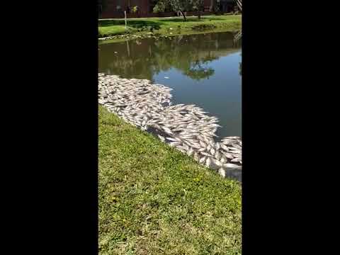 Dozens of dead fish plague VIEW Carlton Arms Apartments in Bradenton, Florida