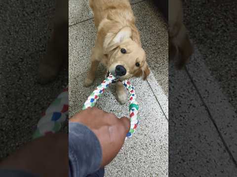 Dog and the Rope #rottweiler #dog #puppy #doglover #pets #shortsviral #goldenretriever #shortvideos