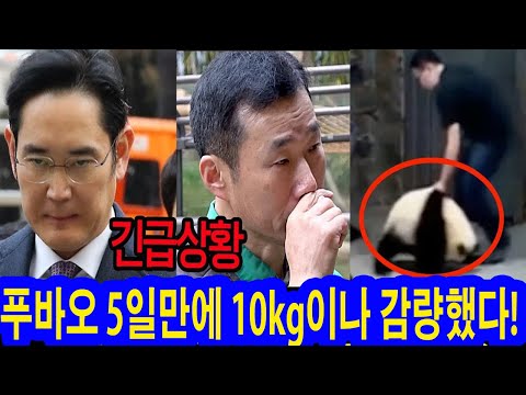 긴급상황! 푸바오 5일만에 10kg이나 감량했다! 왜 체중이 그렇게 빠졌어? 분노한 이재용 긴급지시 "푸바오 한국에 데려온다"... 팬들 안절부절.