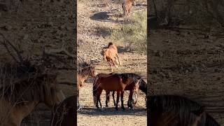 Wild Stallion protects his mare #horse #horsevideo #wildmustang #wildlife #runfree