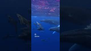 Dolphins and Whales on the Move!#popular #popularpic #popularphoto #popularpage #populardancetrends