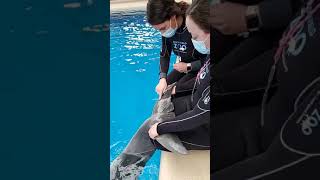 Bringing the Zoo to You: Bottlenose Dolphin Research