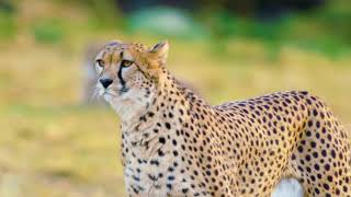 cheeta/Leopard/Panthera parduslvideos।non copyrightvideo use the youtube videos by information india