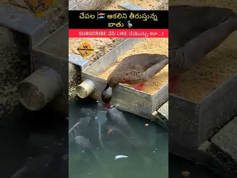 Duck 🦆 feeding 🎏 Fishes 🤩 #duck #fish #duckfeedingfish #animallover #trending #funny