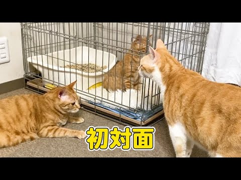 ケージ越しに初対面した子猫と先住猫