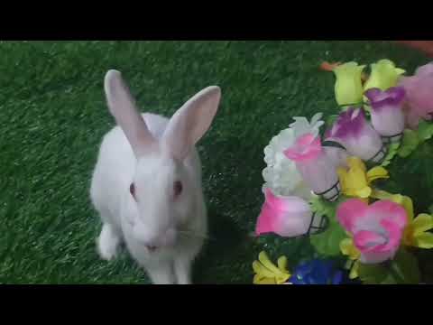 Cute Bunnies Cute Rabbits #pets #cuterabbits #cutebunnies