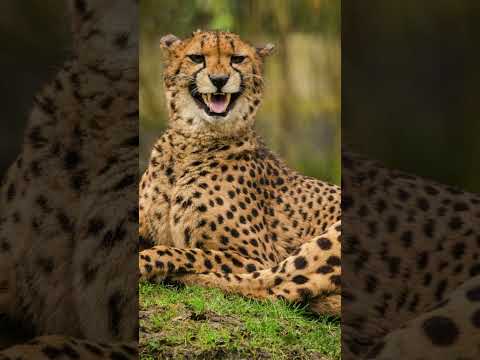 Why Are Cheetahs Friendlier Than Most Other Big Cats?|| #shorts #trending #viral #cheetah #education