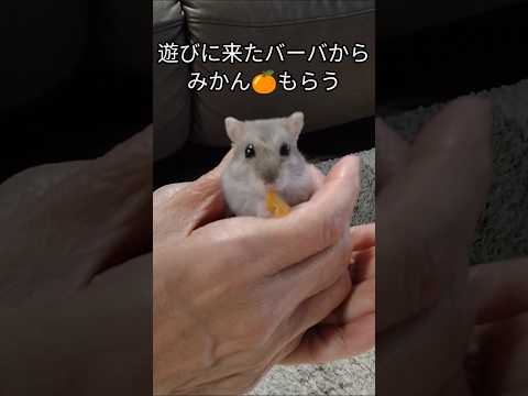 みかんもらうハムスター（ピク）#ハムスター #hamsters #みかん#可愛い#癒し#おやつ #シリアンハムスターショート動画 #手乗りハムスター