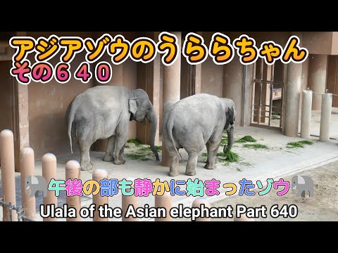 アジアゾウのうららちゃん（６４０）🐘午後の部も静かに始まったゾウ🐘（東山動植物園）Ulala of the Asian elephant Part 640