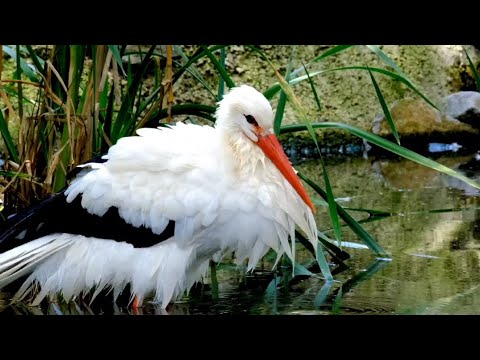 Nature Discovery Birds | Beautiful Nature Birds