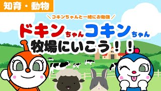 【知育アニメ】コキンちゃんと一緒にお勉強！　ドキンちゃん・コキンちゃんと牧場にいこう！動物わかるかな？【アンパンマン】