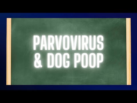 Adult Parvovirus & Dog Poop: The Hidden Dangers Lurking in Your Backyard! 🐾💩