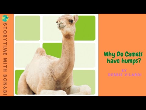 Why Do Camels have humps?