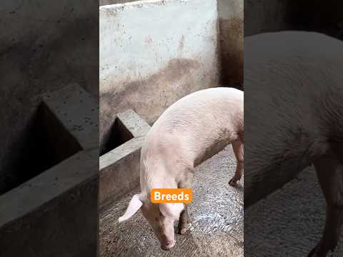 The Best Breeds of Pigs to consider for Commercial pig breeding #pig #pigfarmvideo #shorts #foryou