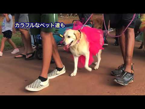 Pet Walk  [Hawaii Web TV]