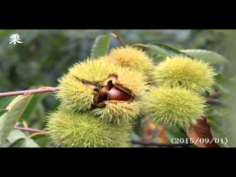 季節の便り(続編)---2015年後半の花便りを中心にしたスライドショー