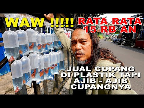 JUAL CUPANG PAKE PLASTIK  PAGER TAMAN , CUPANGNYA AJIB AJIB