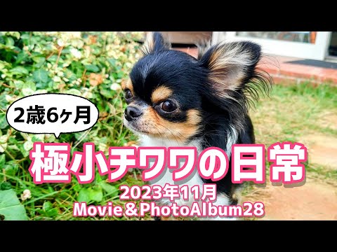 【アルバム】愛犬チワワ2歳6ヶ月☆2023年11月まとめ☆Movie＆PhotoAlbum28