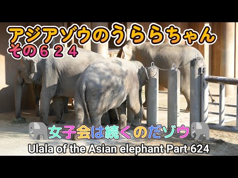 アジアゾウのうららちゃん（６２４）🐘女子会は続くのだゾウ🐘（東山動植物園）Ulala of the Asian elephant Part 624