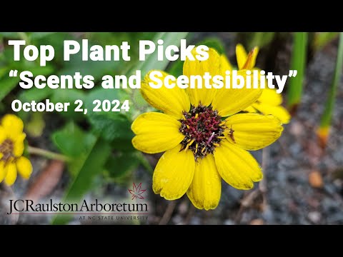 Top Plant Picks - "Scents and Scentsibility”