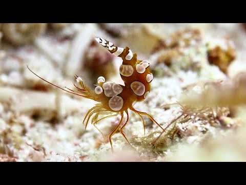 Facts: The Squat Anemone Shrimp